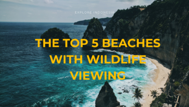 The Top 5 Beaches with Wildlife Viewing