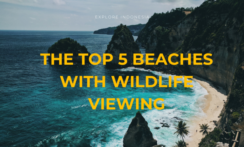 The Top 5 Beaches with Wildlife Viewing