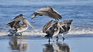 Beaches with Wildlife Viewing