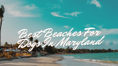 Best Beaches For Dogs In Maryland