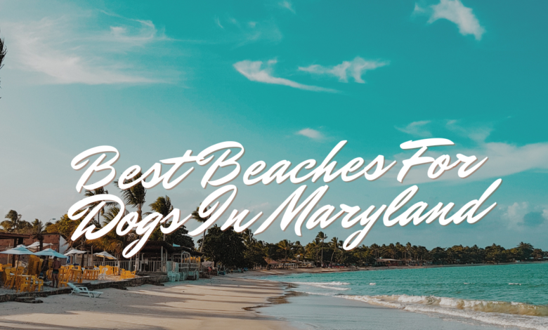 Best Beaches For Dogs In Maryland