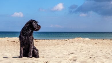 Beaches For Dogs In Maryland